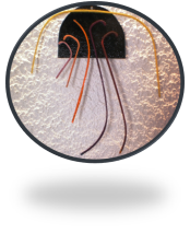 Creation´s Estrella C&O